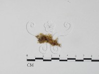 藏品(銀耳屬)的圖片