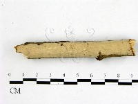 藏品(顯絲菌屬)的圖片