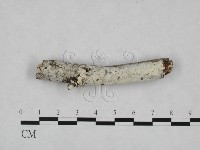 藏品(絲皮菌屬)的圖片