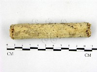 藏品(顯絲菌屬)的圖片