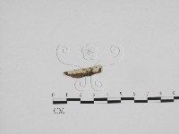 藏品(絲齒菌屬)的圖片