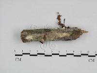 藏品(絲齒菌屬)的圖片