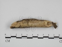 藏品(叉絲革菌屬)的圖片