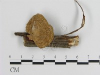 藏品(蜂窩菌屬)的圖片