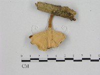 藏品(小孔菌屬)的圖片