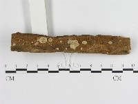 藏品(蜂窩菌屬)的圖片