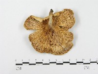 藏品(側耳屬)的圖片