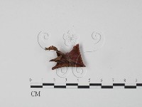 藏品(韌革菌屬)的圖片