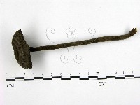 藏品(假芝屬)的圖片