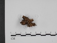 藏品()的圖片