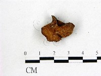 藏品(皺木耳)的圖片