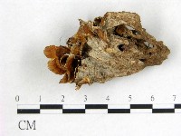 藏品(波邊革菌屬)的圖片