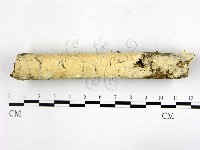 藏品(顯絲菌屬)的圖片