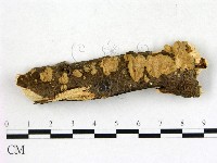 藏品(膠孔菌屬)的圖片