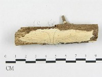 藏品(革墊菌屬)的圖片