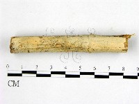 藏品(顯絲菌屬)的圖片