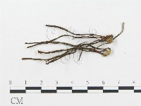 藏品(珊瑚菌屬)的圖片