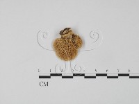 藏品()的圖片