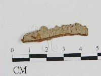 藏品(刺革菌屬)的圖片