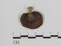 藏品(相鄰小孔菌)的圖片