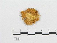 藏品(多孔菌屬)的圖片