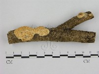 藏品(寡孔菌屬)的圖片