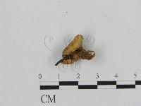 藏品(銳孔菌屬)的圖片