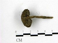 藏品(假芝屬)的圖片