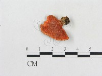 藏品(血紅密孔菌)的圖片