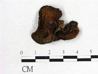 藏品(木耳屬)的圖片