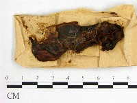 藏品(木耳屬)的圖片