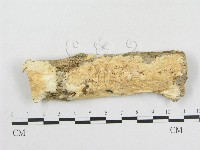 藏品(革墊菌屬)的圖片