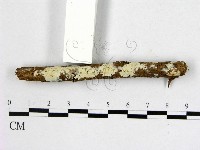 藏品(顯絲菌屬)的圖片