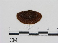 藏品(刺革菌屬)的圖片