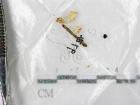 藏品()的圖片
