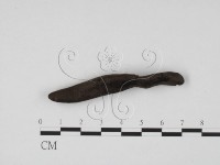 藏品(炭角菌屬)的圖片