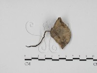 藏品(炭角菌屬)的圖片