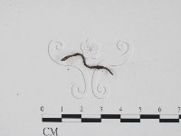 藏品(炭角菌屬)的圖片