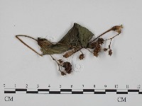 藏品(黑粉菌屬)的圖片