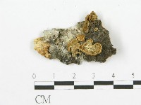 藏品(裂褶菌)的圖片