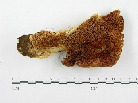 藏品(寬鱗多孔菌)的圖片