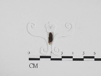 藏品(炭角菌屬)的圖片