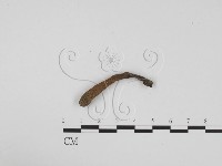 藏品(炭角菌屬)的圖片