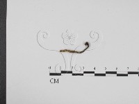 藏品(炭角菌屬)的圖片