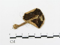 藏品(傘菌屬)的圖片