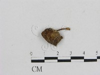 藏品(小菇屬)的圖片