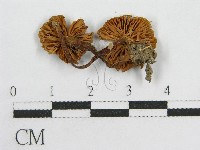 藏品(粉褶菌屬)的圖片