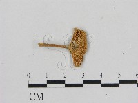 藏品(小菇屬)的圖片