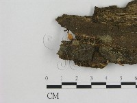 藏品(小菇屬)的圖片