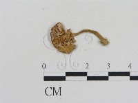 藏品(乳菇屬)的圖片